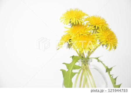 背景素材のタンポポの花 背景素材のタンポポの花 125944783