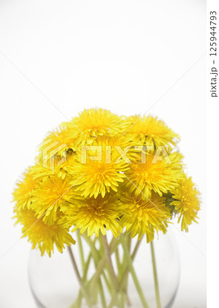 背景素材のタンポポの花 125944793