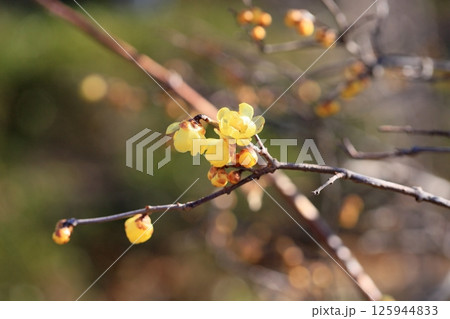 ロウバイの花 ロウバイの花 125944833