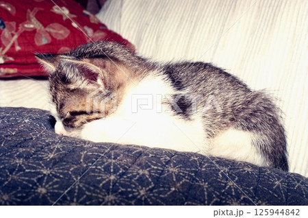 クッションの上でごめん寝で眠る仔猫 125944842