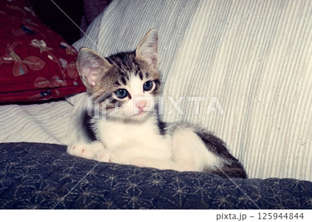 ソファーの上で見つめる青い目の可愛い仔猫 ソファーの上で見つめる青い目の可愛い仔猫 125944844