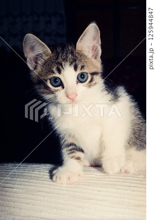 部屋でくつろぐ青い目の可愛い子猫。カメラ目線の子猫 部屋でくつろぐ青い目の可愛い子猫。カメラ目線の子猫 125944847