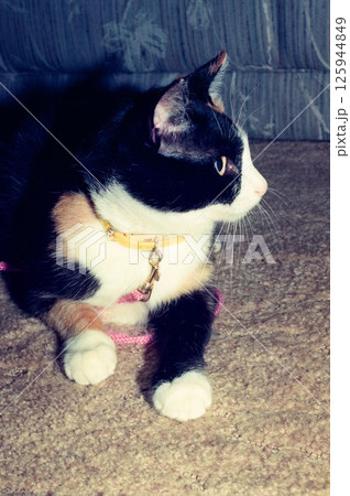 部屋でくつろぐ三毛猫､見つめる猫、チャコちゃん 125944849
