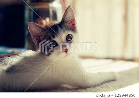 部屋でくつろぐ可愛い子猫。見つめる仔猫 125944850