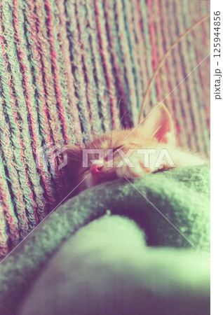 ソファーの上で眠る茶トラの仔猫。毛布の中で眠る子猫、チッチ ソファーの上で眠る茶トラの仔猫。毛布の中で眠る子猫、チッチ 125944856