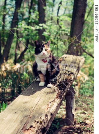 森の中で遊ぶ猫。緑の樹木をバックに木の上に座る三毛猫チャコちゃん 125944861