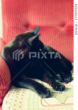 レンガ色のソファーでくつろぐ黒猫、黒ちゃん 125945024