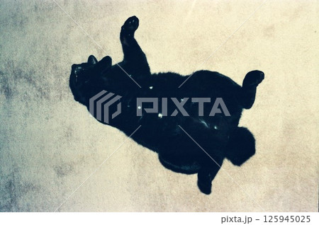 へそ天お股開きで爆睡中の黒猫､夢の中で踊る黒ちゃん 125945025