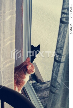 冬、ベランダのガラス窓を開け外を眺める二匹の猫､黒ちゃん、チッチ 125945062