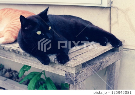 外の腰掛けで日向ぼっこする黒い猫、黒ちゃん 外の腰掛けで日向ぼっこする黒い猫、黒ちゃん 125945081
