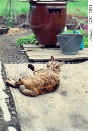 庭先でのんびり遊ぶ田舎のお婆ちゃん猫､隣のトラちゃん 125945091