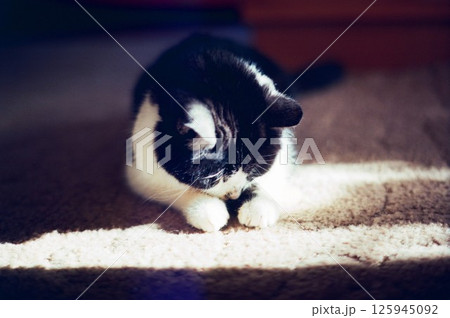 室内で日向ぼっこする盲目の猫、花ちゃん 室内で日向ぼっこする盲目の猫、花ちゃん 125945092