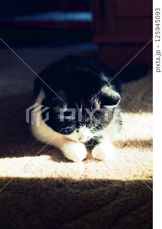 室内で日向ぼっこする盲目の猫、花ちゃん 125945093