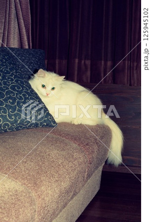 ソファーに座る白い長毛の猫ミャーちゃん ソファーに座る白い長毛の猫ミャーちゃん 125945102
