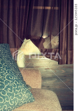 窓辺のカーテン越しに座る白い長毛の猫 窓辺のカーテン越しに座る白い長毛の猫 125945103