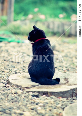 庭の切り株の上にたたずむ子猫、黒猫福ちゃん 庭の切り株の上にたたずむ子猫、黒猫福ちゃん 125945106