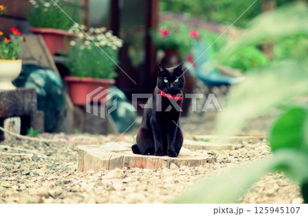 庭の切り株の上にたたずむ子猫、黒猫､福ちゃん 125945107