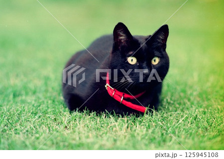 芝生の上でお座りし見つめる可愛い黒い子猫福ちゃん 芝生の上でお座りし見つめる可愛い黒い子猫福ちゃん 125945108