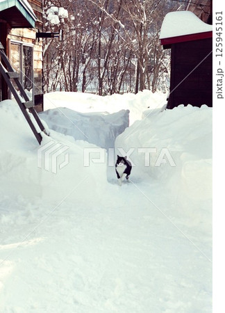 除雪された通路を歩く猫、雪の中を歩くネコ、銀ちゃん 除雪された通路を歩く猫、雪の中を歩くネコ、銀ちゃん 125945161