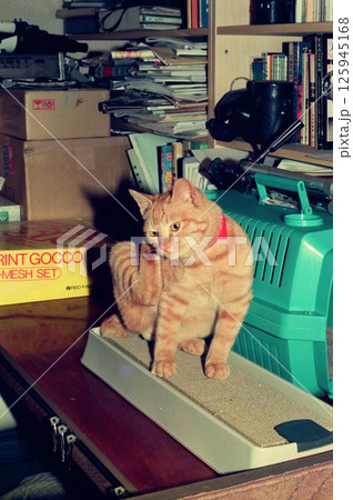 保護したばかりのなつっこい子猫、ネコのいる風景 保護したばかりのなつっこい子猫、ネコのいる風景 125945168