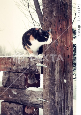 枕木の上で見張りをする三毛猫、チャコちゃん 枕木の上で見張りをする三毛猫、チャコちゃん 125945171