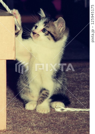 荷造りのひもで遊ぶ仔猫 125945175