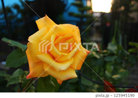しっとりとした薔薇 しっとりとした薔薇 125945190