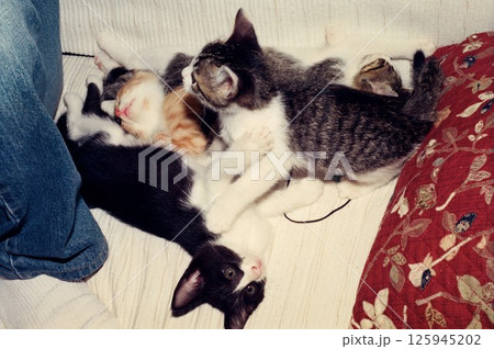 ソファーの上で遊ぶ兄弟の仔猫 ソファーの上で遊ぶ兄弟の仔猫 125945202