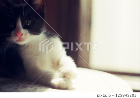 テーブルの上で遊ぶ仔猫 テーブルの上で遊ぶ仔猫 125945203