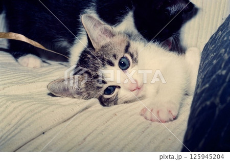ソファーで遊ぶかわいい仔猫 ソファーで遊ぶかわいい仔猫 125945204