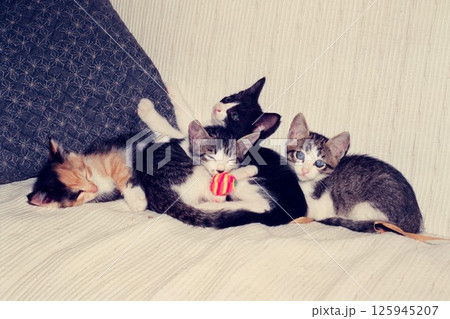 ソファーの上で遊ぶ四匹の兄弟仔猫 125945207