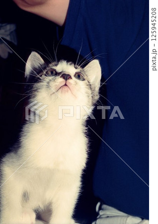 背伸びして上を見つめるかわいい仔猫 背伸びして上を見つめるかわいい仔猫 125945208