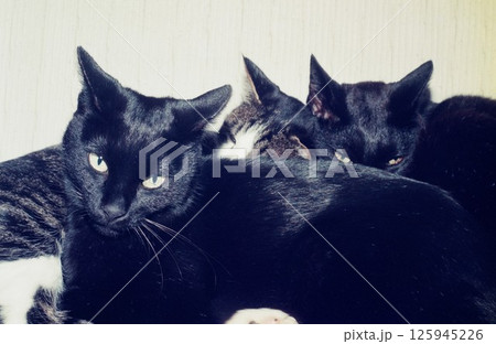 「起こさないで!」寄り添って休む三匹の猫、黒ちゃん、ミミ、福ちゃん 「起こさないで!」寄り添って休む三匹の猫、黒ちゃん、ミミ、福ちゃん 125945226