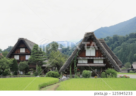 白川郷 荻町集落の合掌造り (岐阜) 125945233