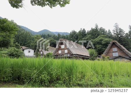 白川郷 荻町集落の合掌造り (岐阜) 125945237
