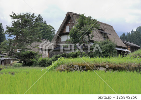五箇山 相倉集落の合掌造り (富山) 125945250