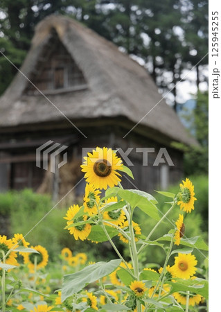 五箇山 相倉集落の合掌造り (富山) 五箇山 相倉集落の合掌造り (富山) 125945255