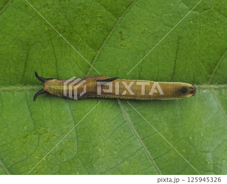 イシガキチョウの幼虫 125945326