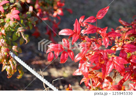 紅葉　オタフクナンテンの葉 125945330