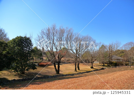 冬の公園　春待ち落葉樹 125945331