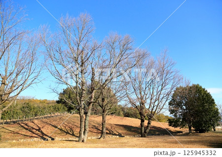 冬の公園　春待ち落葉樹 125945332