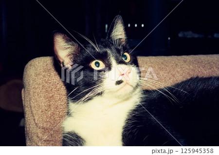 見上げるハチワレ猫、銀ちゃん 見上げるハチワレ猫、銀ちゃん 125945358