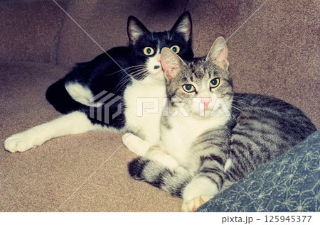 ソファーでくつろぐ二匹の猫、桃ちゃんと銀ちゃん 125945377
