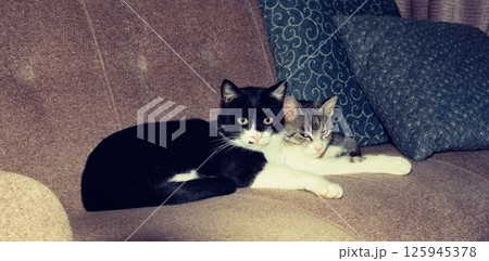 ソファーでくつろぐ二匹の猫,銀ちゃんと桃ちゃん ソファーでくつろぐ二匹の猫,銀ちゃんと桃ちゃん 125945378