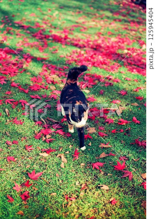 芝生に落ちた紅葉の上を歩く三毛猫、チャコちゃん 125945404