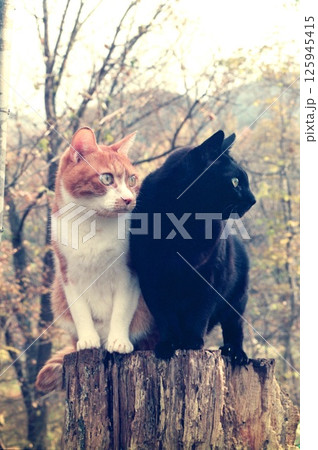 黄葉の雑木林で切り株に乗る二匹の猫、チッチと黒ちゃん 黄葉の雑木林で切り株に乗る二匹の猫、チッチと黒ちゃん 125945415