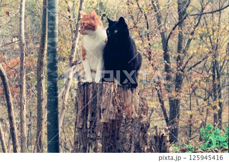 紅葉の雑木林で切り株に乗る二匹の猫 125945416