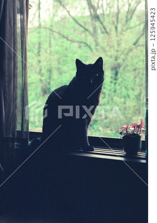 新緑の窓辺にたたずむ黒い猫､カメラ目線の黒ちゃん 125945423