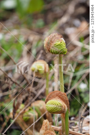 シダ類の芽 シダ類の芽 125945464