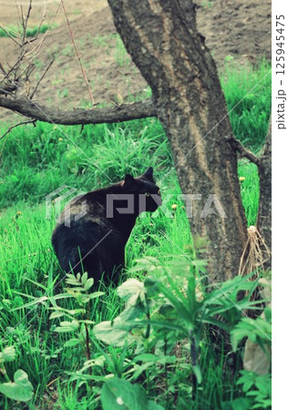 自然の中で遊ぶ黒い猫、黒ちゃん 125945475